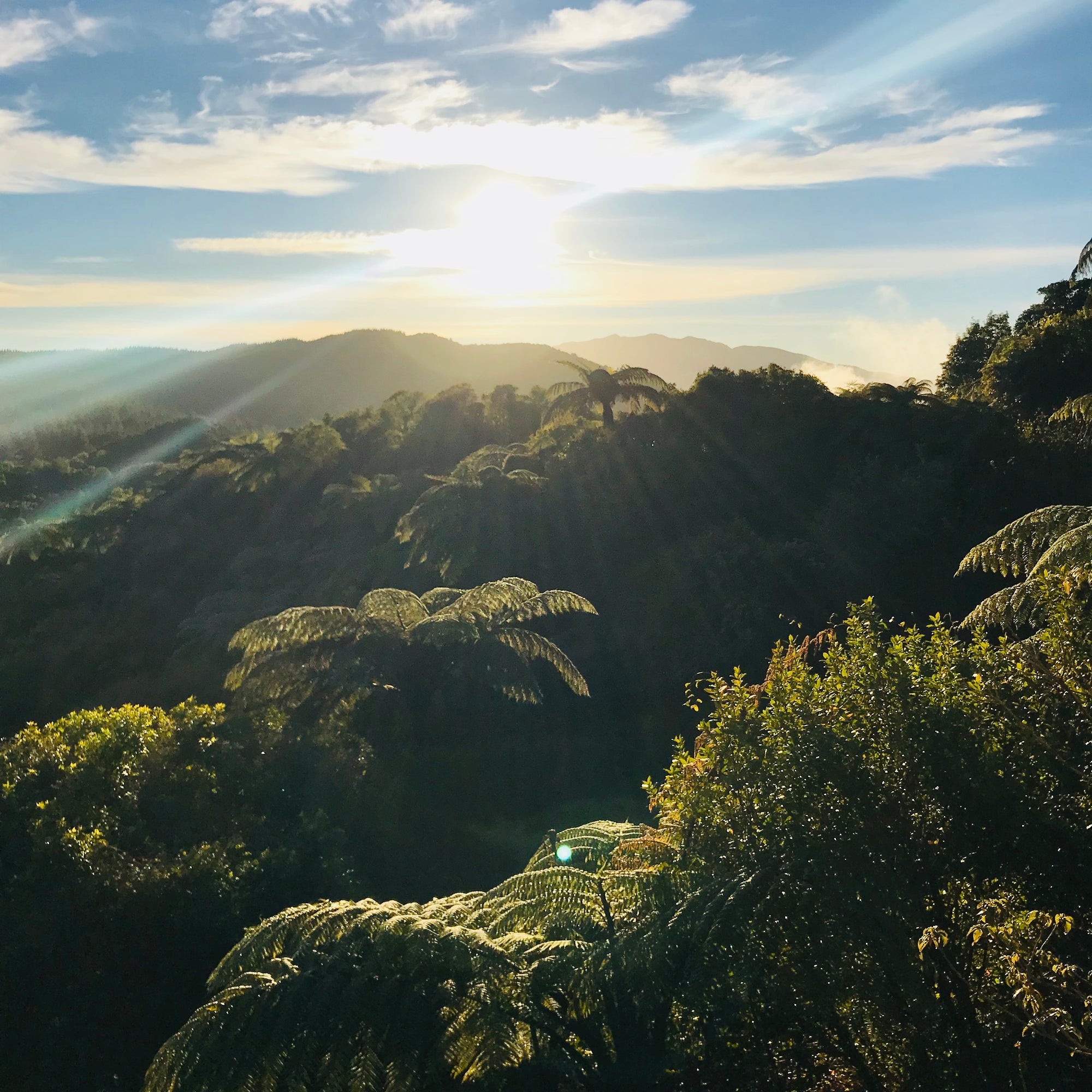 A Wild Kiwi morning!