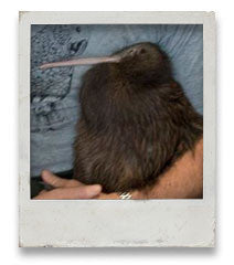 Pistachio the Kiwi — Released into Otanewainuku Forest